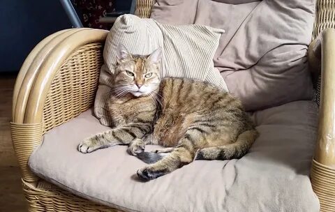 Ленивый кот