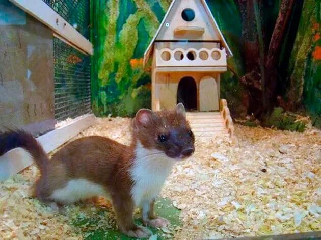 Зверек ласка завелся в доме. Ласка ,горностай хонорик. Хорьки домашние. Хорёк домашний. Домашний питомец ласка.