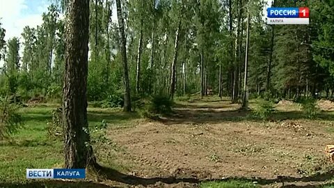 Березовая роща таруса