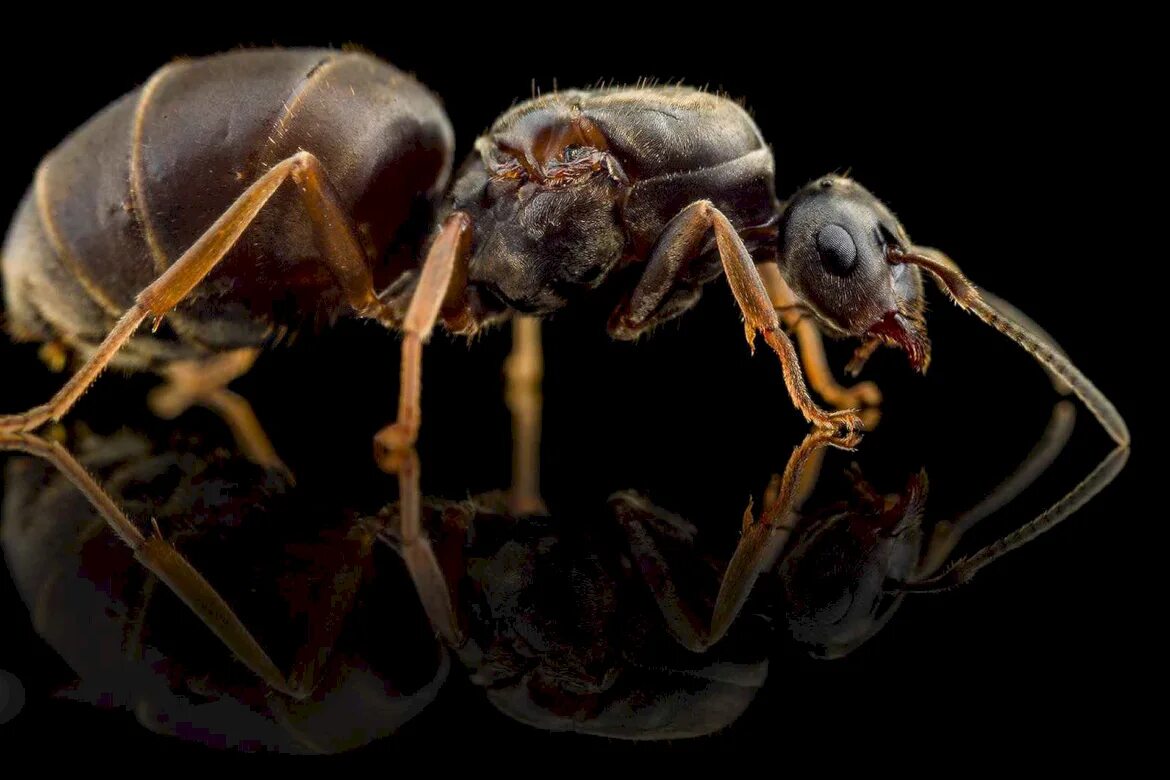 Муравьи лазиус нигер. Муравьи Lasius. Lasius Niger ареал. Королева муравьев лазиус нигер. Muravi