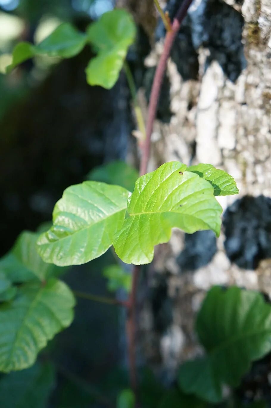 Ядовитый дуб. Ядовитый дуб растение. Poison Oak. Листья ядовитого дуба.