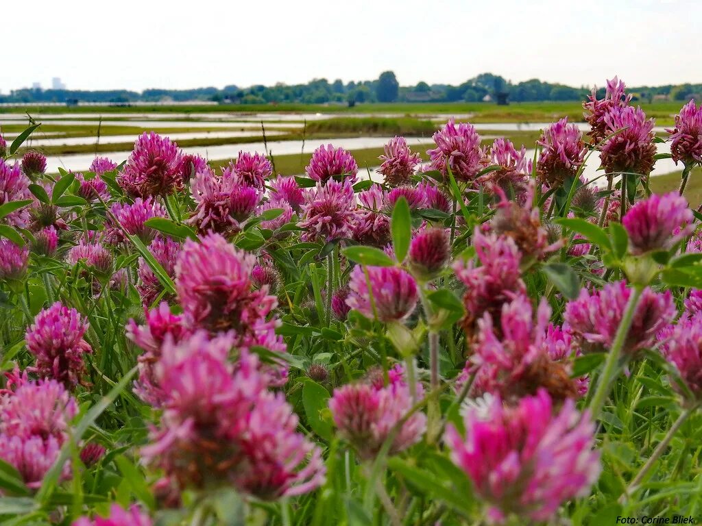 Клевер красный для газона. Красный Клевер Trifolium pratense. Клевер красный (Trifolium Rubens). Клевер красный Луговой для газона. Клевер Луговой красный поле.