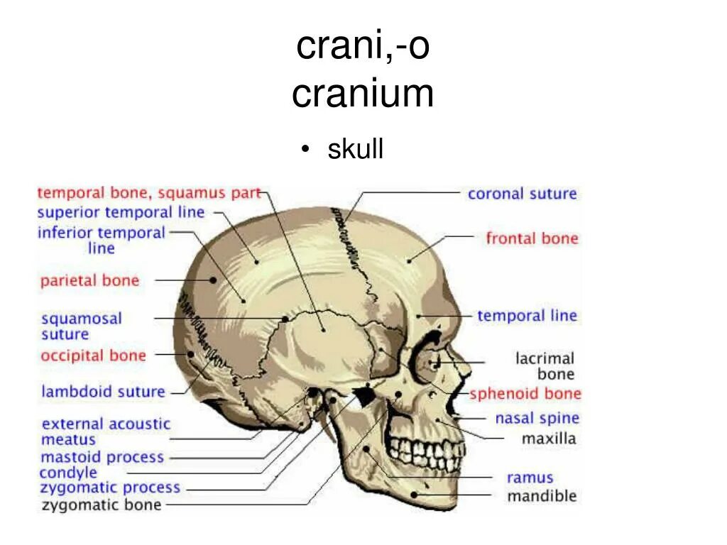Кости черепа на латыни. Название костей черепа на латыни. Кости черепа на латинском. Кости черепа с латинскими названиями. Назови кости черепа