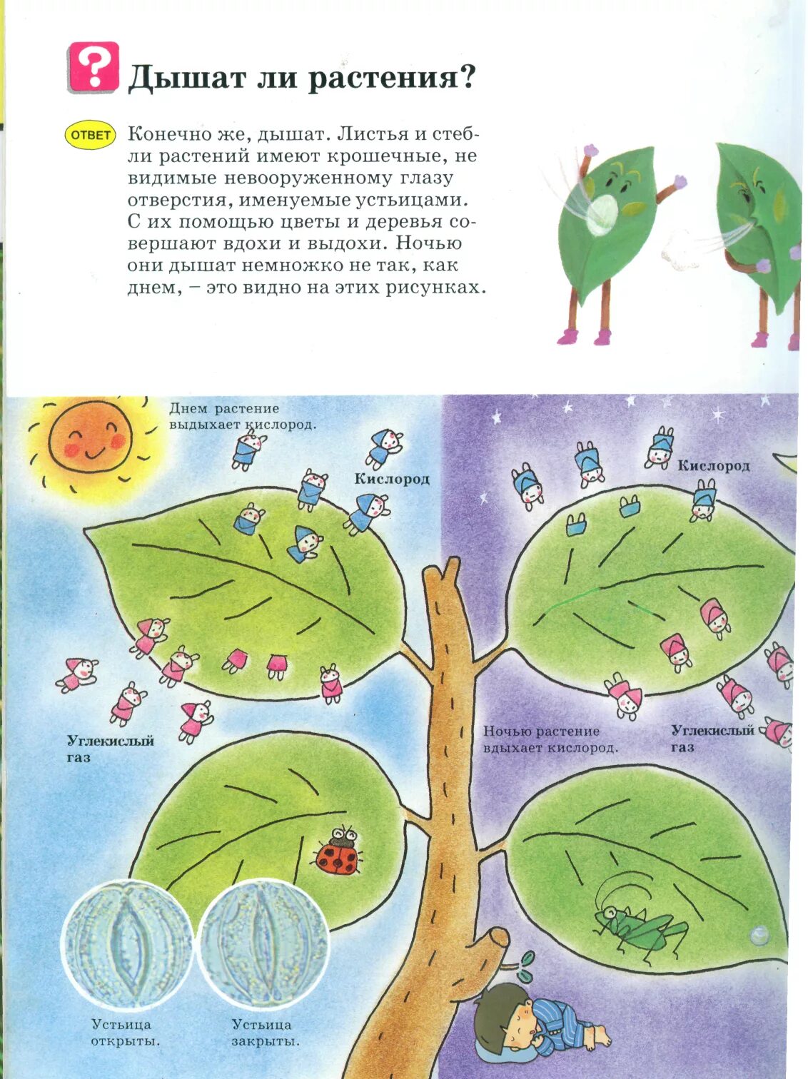 Что дышит у растений. Как дышат растения. Что вдыхают растения. Как дышат деревья. Как дышат растения ответ.