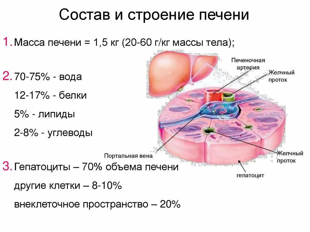 Сколько клеток в печени