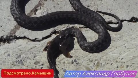 Бар гадюка