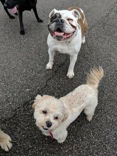 Dogs 30