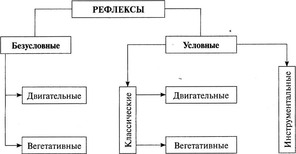 Классификация рефлексов схема. Виды рефлексов схема. Рефлексы условные и безусловные схема. Классификация безусловных рефлексов схема.