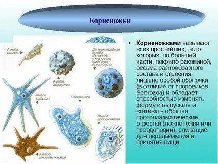 Амеба форма тела