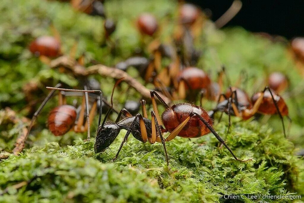 Рыжий муравей питание. Лесные муравьи. Муравей воин. Гигантский муравей. Рыжий Лесной муравей.