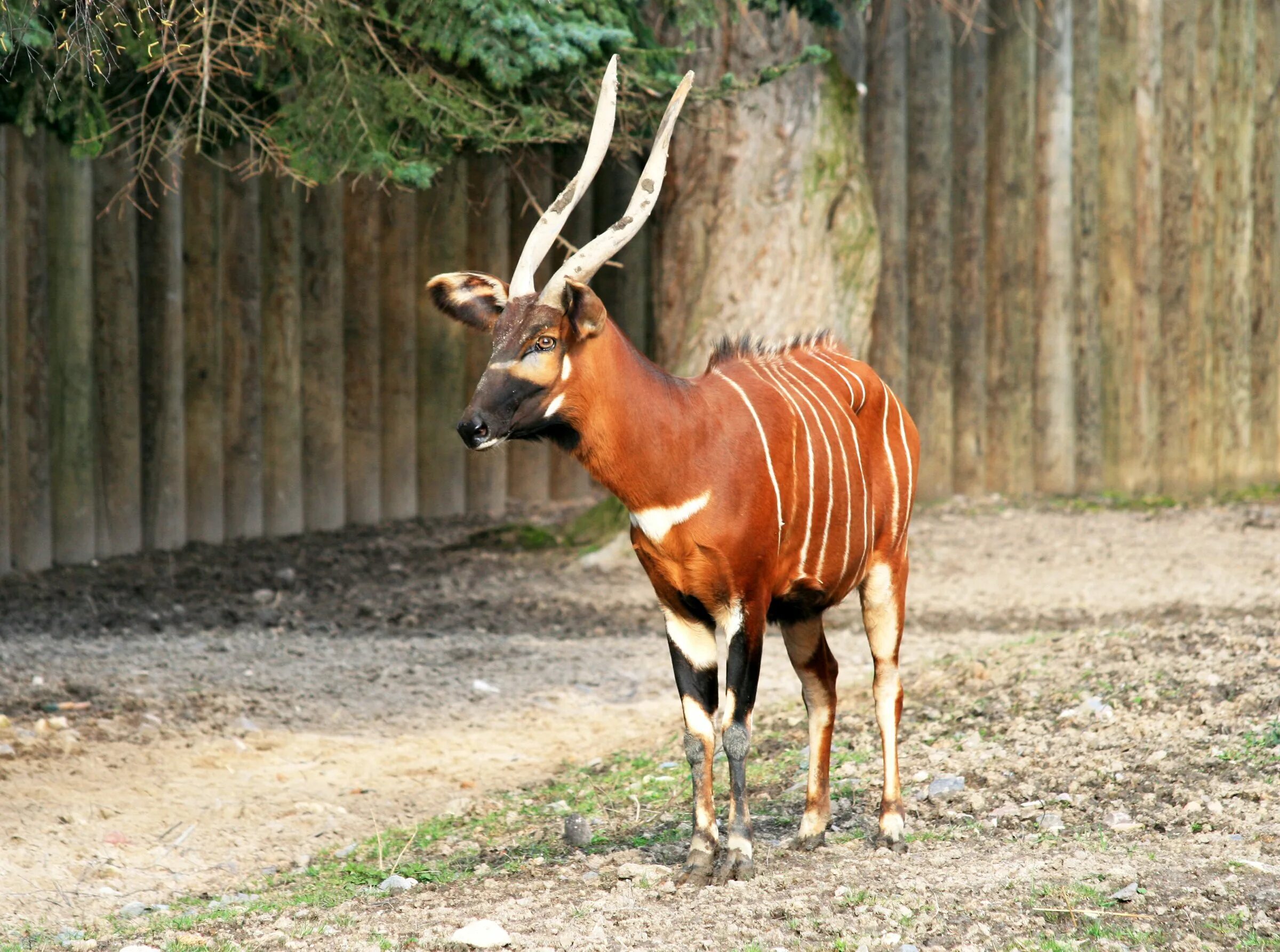 Парнокопытные животные леса. Tragelaphus eurycerus. Антилопа ситатунга. Лесная антилопа Бонго. Африка антилопа Бонго.