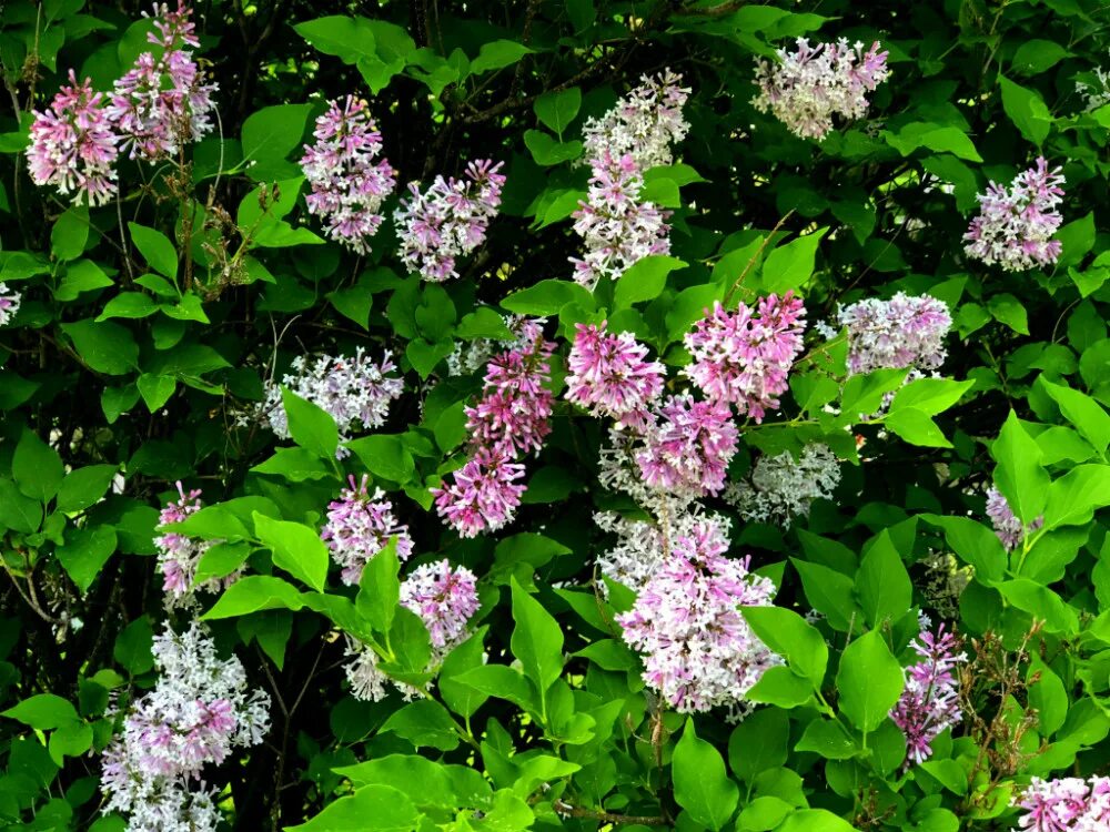 Сирень раскидистая Miss Kim. Сирень раскидистая (Syringa patula) Miss Kim. Сирень мисс