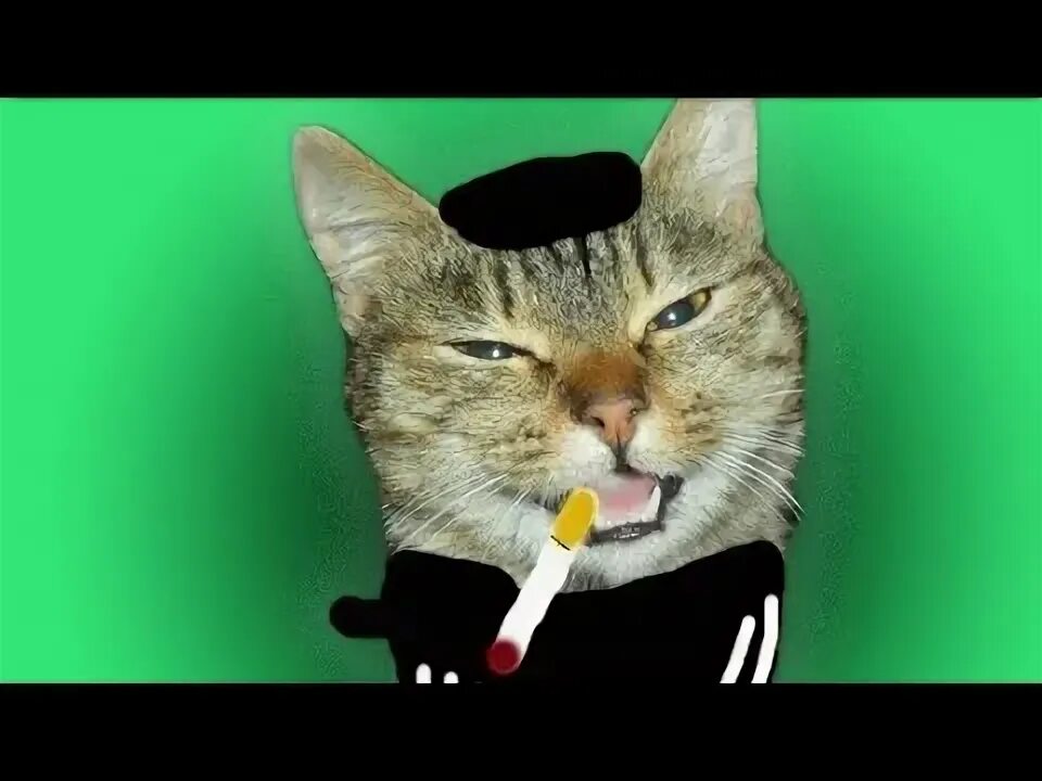 Кот в адидасе. Мерч рыжего кота геймс. Включи рыжий кот на ютубе гопники. Кот гопарь. Кот бандит.