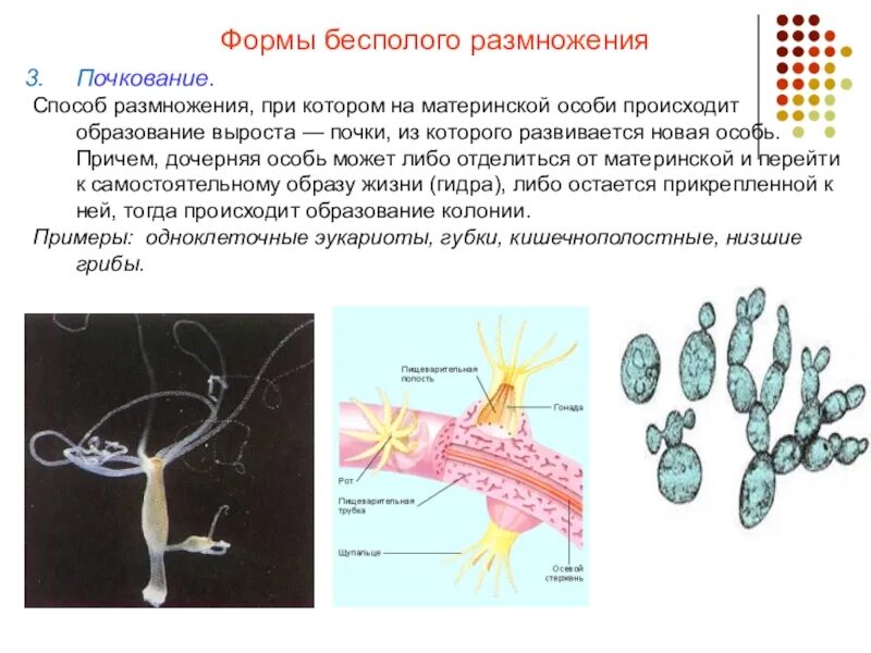 Является бесполым поколением. Способы бесполого размножения почкование. Формы бесполого размножения почкование. Почкование бесполое размножение кратко. Размножение методом почкования.