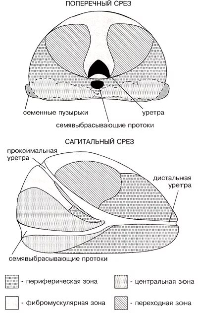 Предстательная железа переходная зона. Схема строения предстательной железы. Схема долей предстательной железы. Схема предстательной железы на УЗИ. Зоны простаты схема.