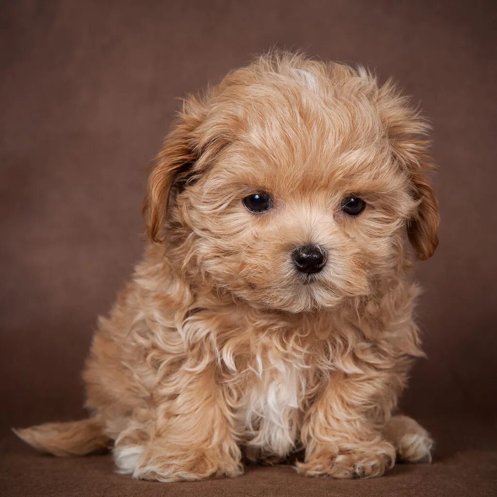 мальтипу купер. парода собаки мольтипу. щенок породы мальтипу. карликовый пудель мартипу. пудель мальтипу.