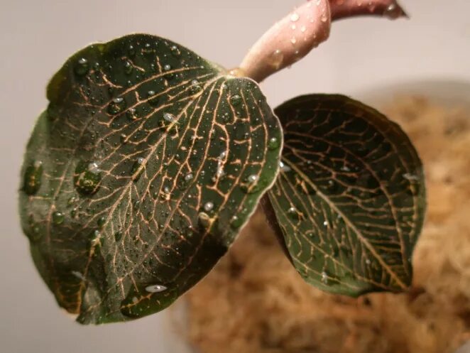 салон красоты баннер. фаленопсис снежный барс. орхидея фаленопсис chengdu. Ludochilus dominyi × anoectochilus roxburghii. салон цветов архидея прокопьевск.