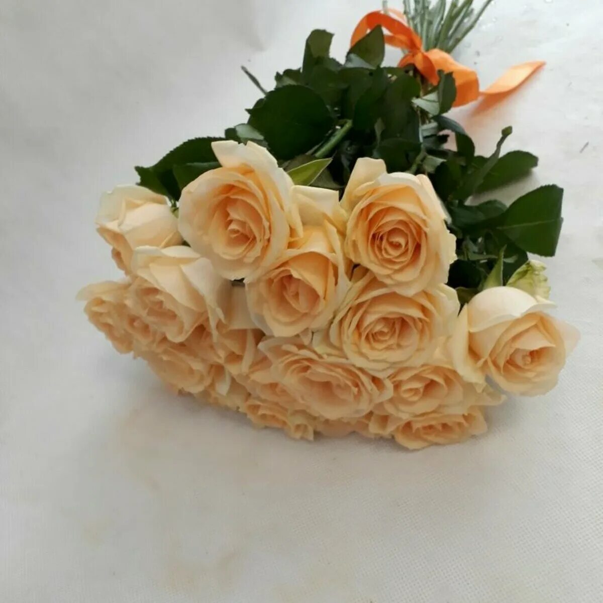 15 роз персикового цвета. роза кения creamy reeva. персиковая 15. персиковая 15. букет роз персикового цвета.