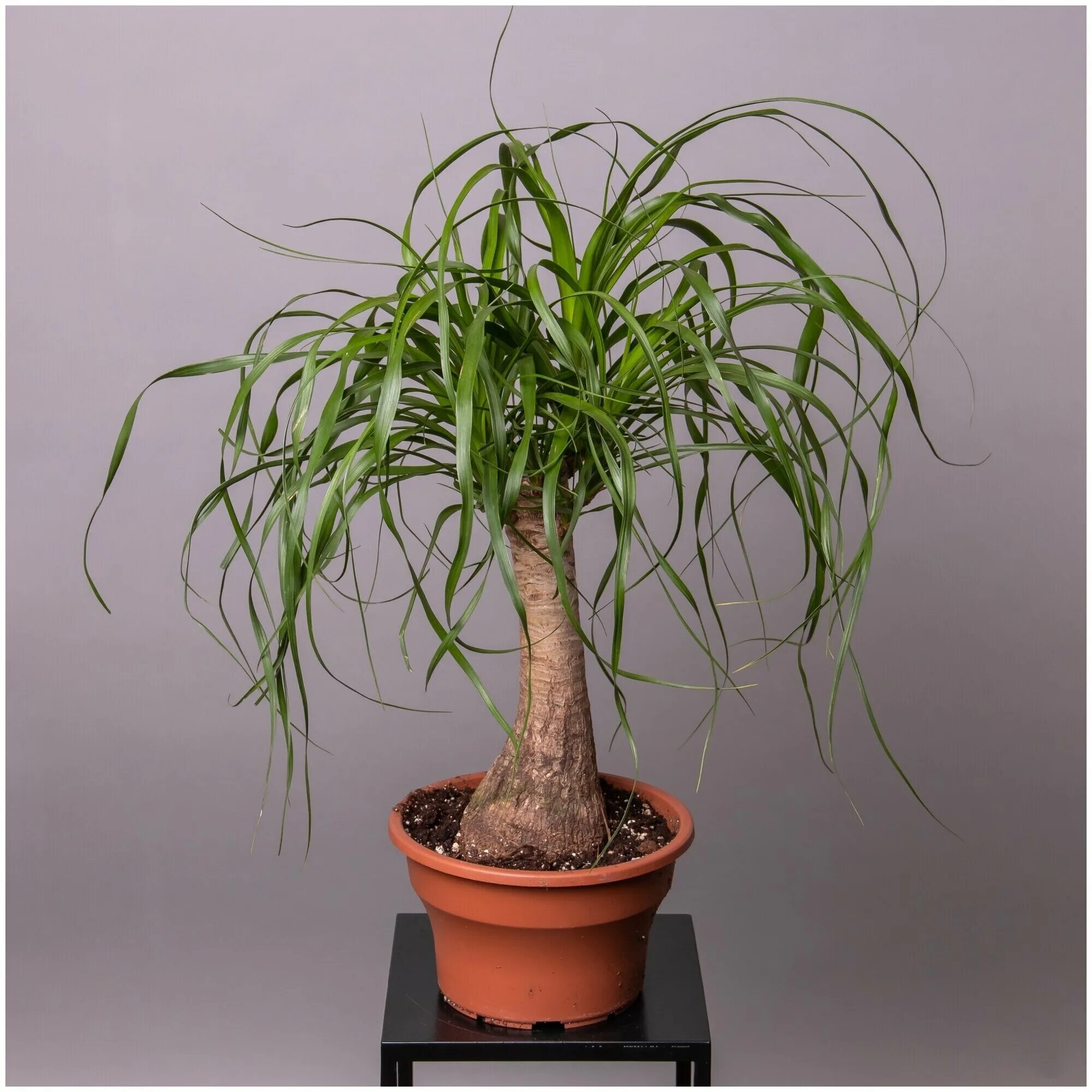 Нолина цветок фото уход в домашних условиях Beaucarnea Recurvata nolina Landscaping plants, House plants indoor, Garden desi