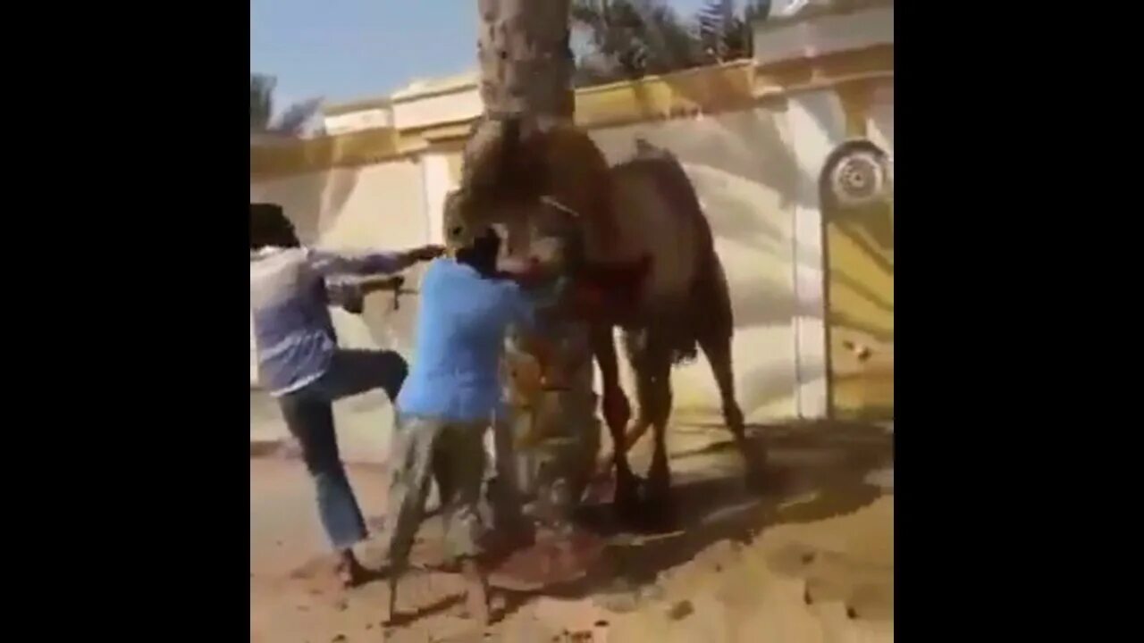 Нигер на верблюде. Верблюд в африке. Верблюд в городе. Верблюды в нигерии. Верблюд в каменке.