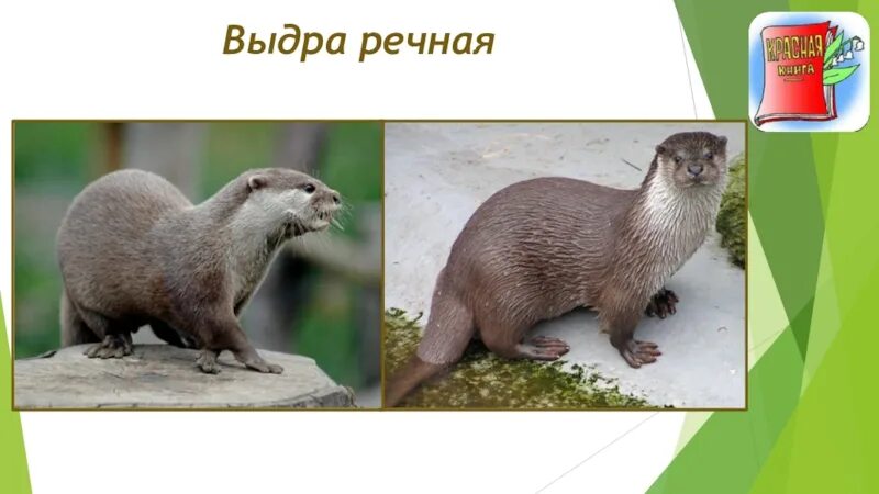 Акция "Защитим животных"✨ 4 октября - Всемирный день защиты животных. В мире выс