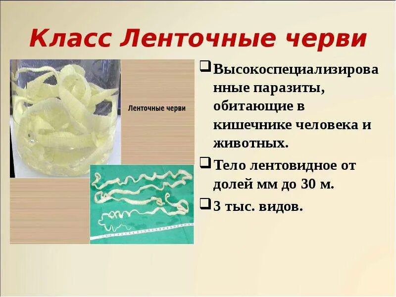 Представители ленточных. Тип плоские черви класс ленточные. типы плоских класс ленточного червяка. профилактика ленточных червей. класс ленточные черви покровы тела.