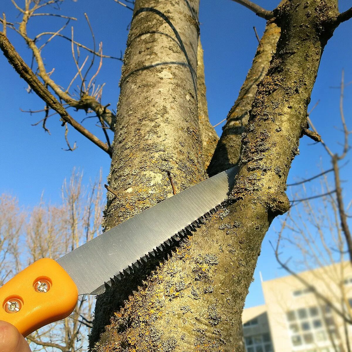 Ножовки для обрезки деревьев. Садовые ножовки для деревьев. Ножовка для веток деревьев. Пила для обрезания деревьев.