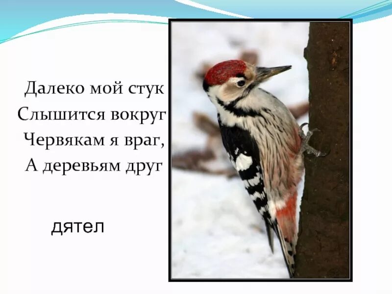 Далеко мой стук слышится вокруг червякам я враг а деревьям друг. Далеко мой стук слышится. Червякам я враг а деревьям друг. Далеко мой стук слышится вокруг червякам антонимы.