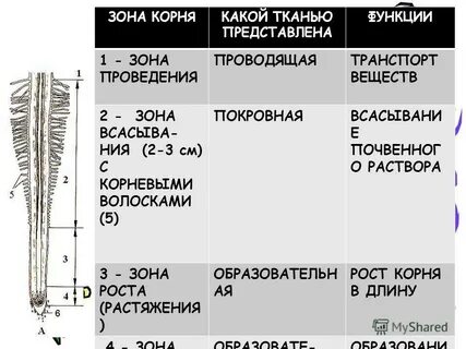 Функции зон корня