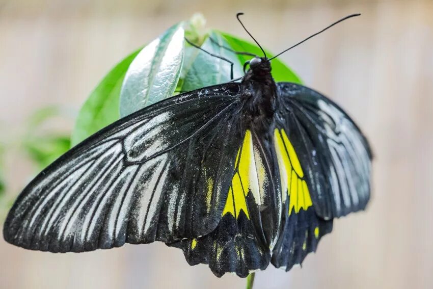 Complete Guide To Dubai Butterfly Garden 2025