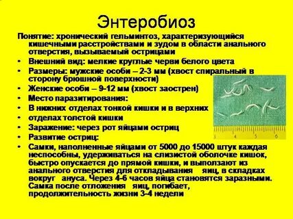 Продолжительность жизни острицы