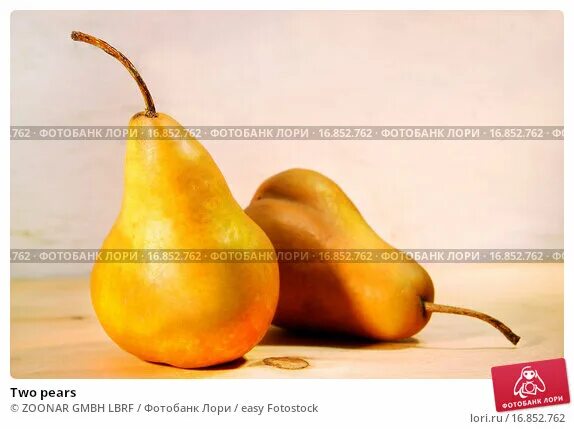 Two Large Pears on a White Background Stock Photo - Image of ripe, dessert: 3545