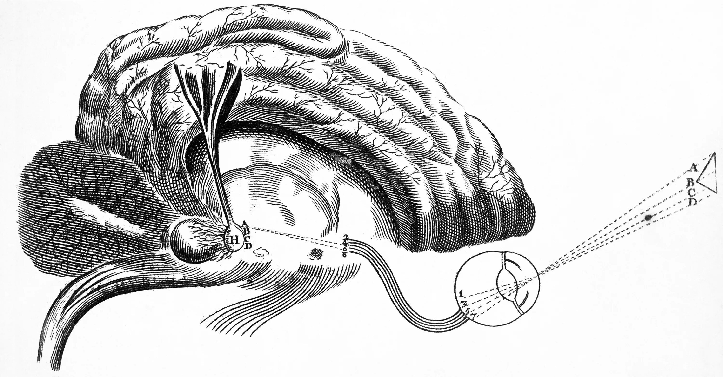 Железа мозга 7. Рене Декарт шишковидная железа. Шишковидная железа (эпифиз). Леонардо да Винчи шишковидная железа. Рене Декарт эпифиз.