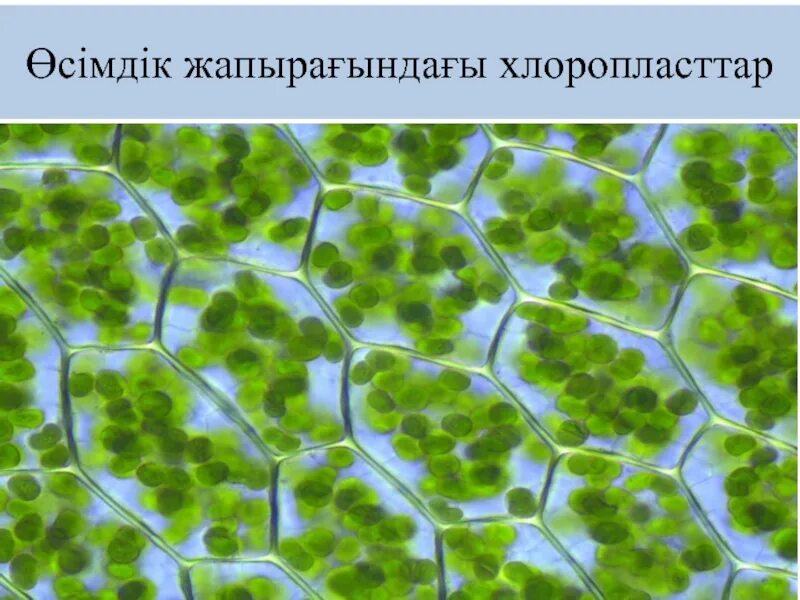 Хлоропласты листа герани. Хлорофилл в хлоропластах. Хлорофилл пигмент хлоропластов. Хлорофилл в клетках растения. Хлорофилл под микроскопом.