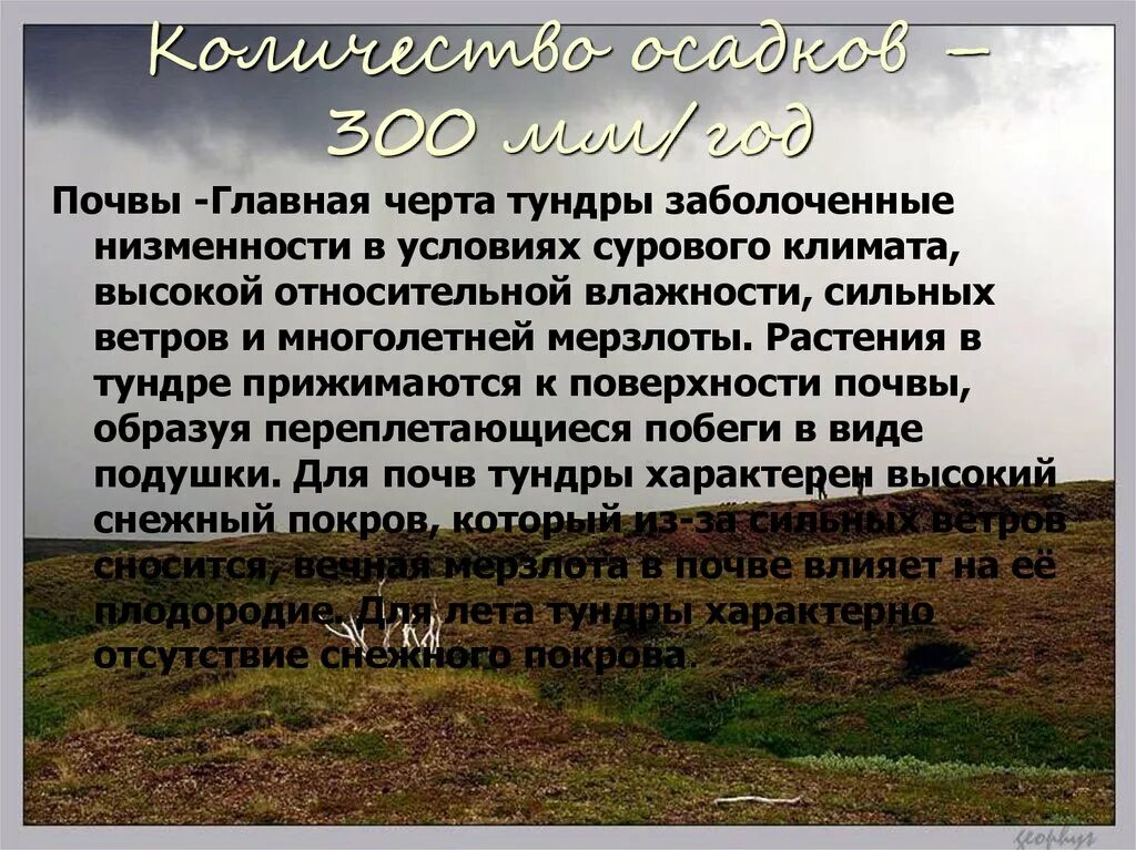 Почвы и их свойства тундры. Почвы тундры. Лесотундра сельское хозяйство. Тундра климат почва. Осадки в тундре летом.