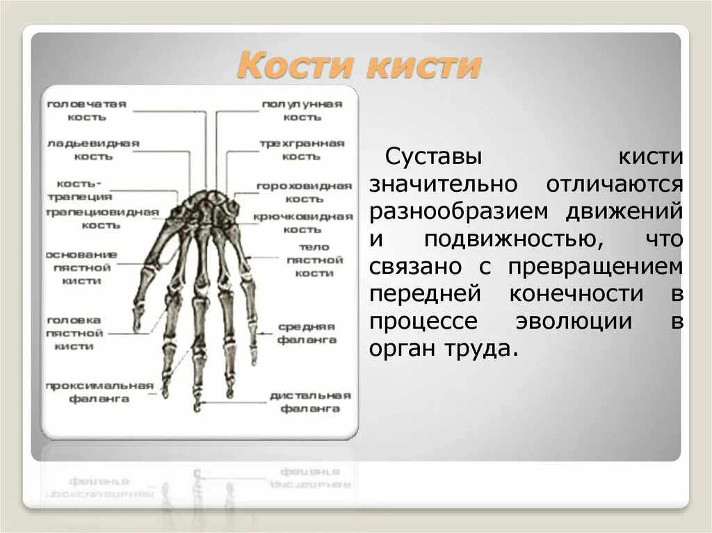 Кисть строение анатомия костей. Кости кисти конечностей. Строение костей кисти. Строение скелета кисти. Кости в запястье руки