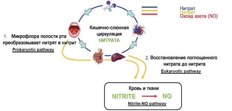 Нитриты вред. Схема метаболизма нитратов в организме человека. Метаболизм нитратов в организме человека. Как нитраты попадают в организм человека. Схема превращений нитрата в организме.