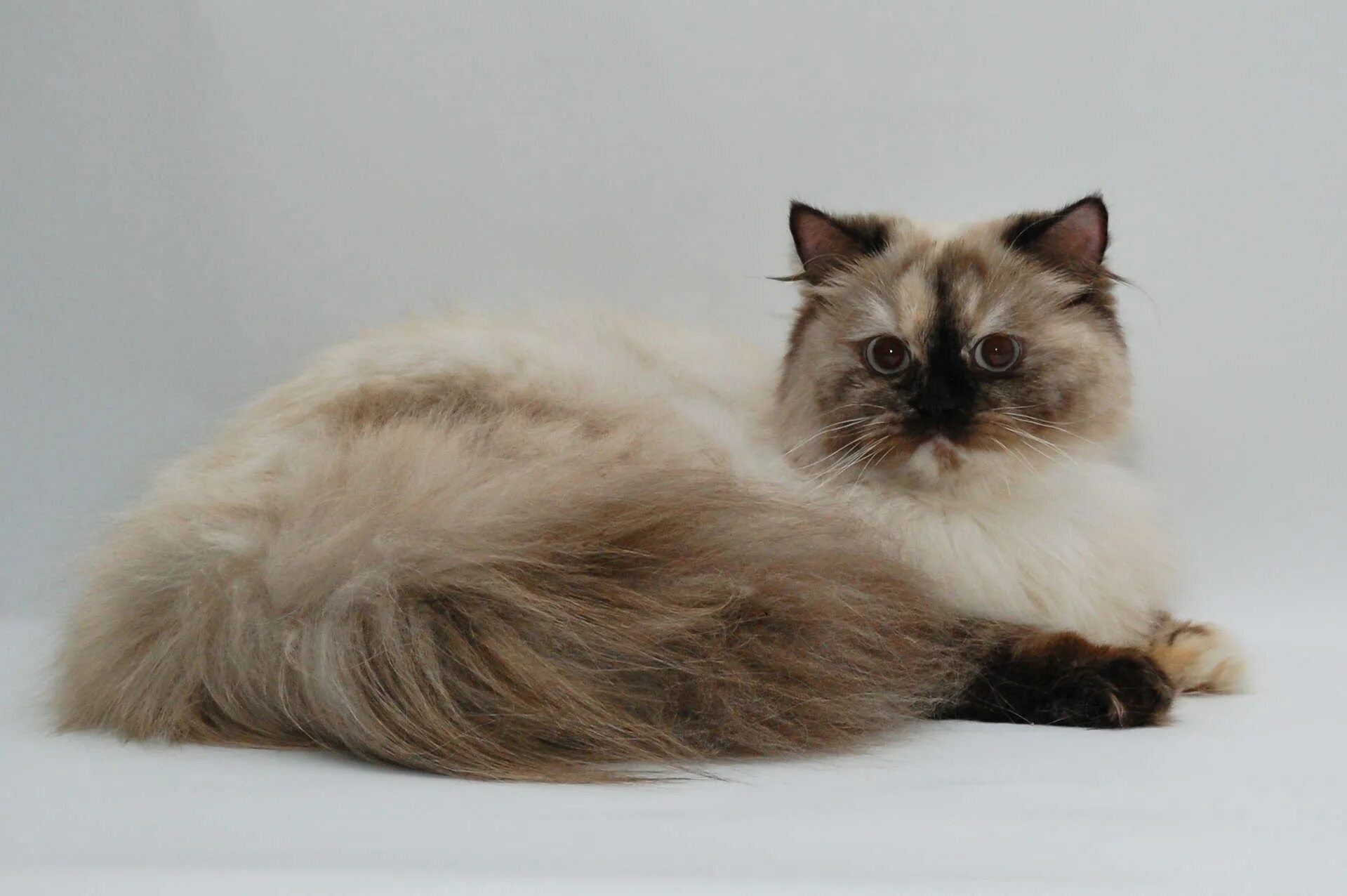 Британская длинношёрстная кошка. Колор Пойнт длинношерстный. Рагамаффин колор Пойнт. Персидская длинношерстная шиншилла. Сиамская кошка длинная шерсть