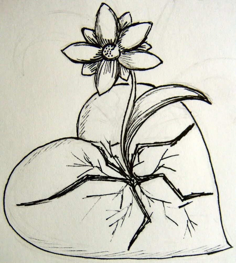 Грустные цветы рисунок карандашом для начинающих. Лёгкие рисунки. Лотос гуашью. Цветы для срисовки. Цветы длы я мамы рисунок.
