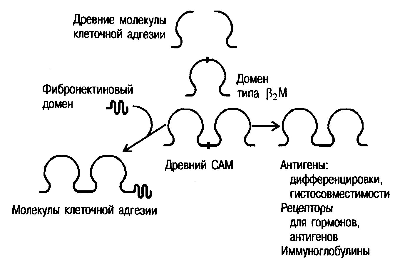 Обязательная потеря молекул клеточной адгезии происходит в. Обязательная потеря молекул клеточной адгезии происходит в