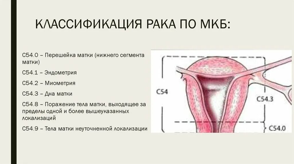 Рак шейки матки код мкб. Перешеек матки.