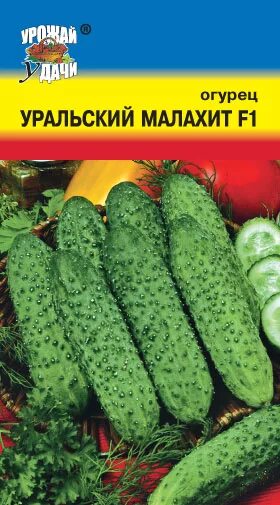 Огурец анаконда. Огурец сорт малахит. Огурец Уральский Пикуль. Огурцы сорта Уральский малахит. Огурец Малахитовая шкатулка.