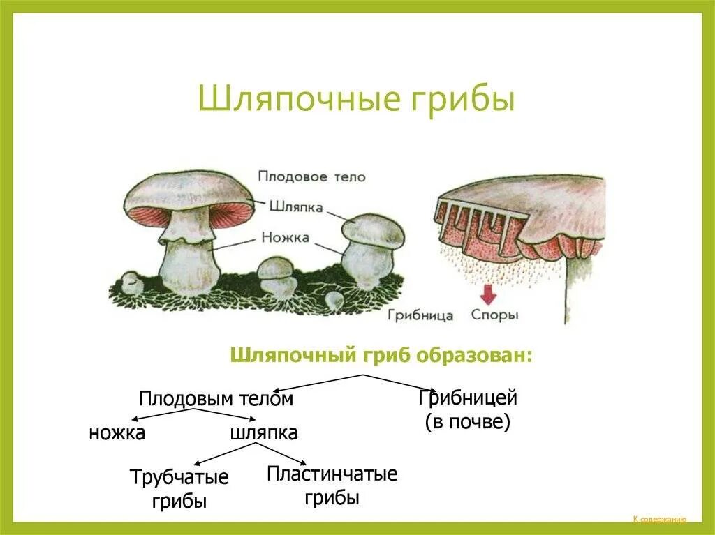 Строение гриба и грибницы схема. Строение гриба с грибницей. Плодовые тела шляпочных. Строение гриба 7 класс. Строение шляпочных грибов.