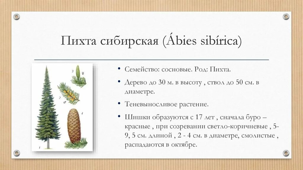 Пять пихт задача. Пихта сибирская расположение хвоинок. шишка пихты сибирской описание. семена пихты описание. строение шишки пихты сибирской.
