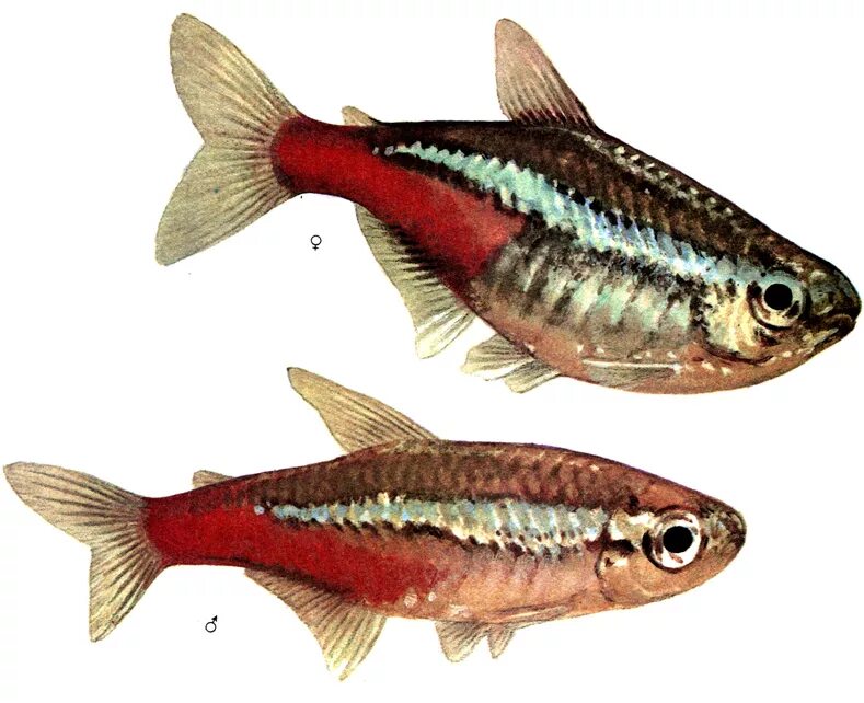 Неон голубой аквариумная рыбка. Голубой неон самка и самец. Неоны рыбки отличие самки от самца. Неон рыбка самец и самка.