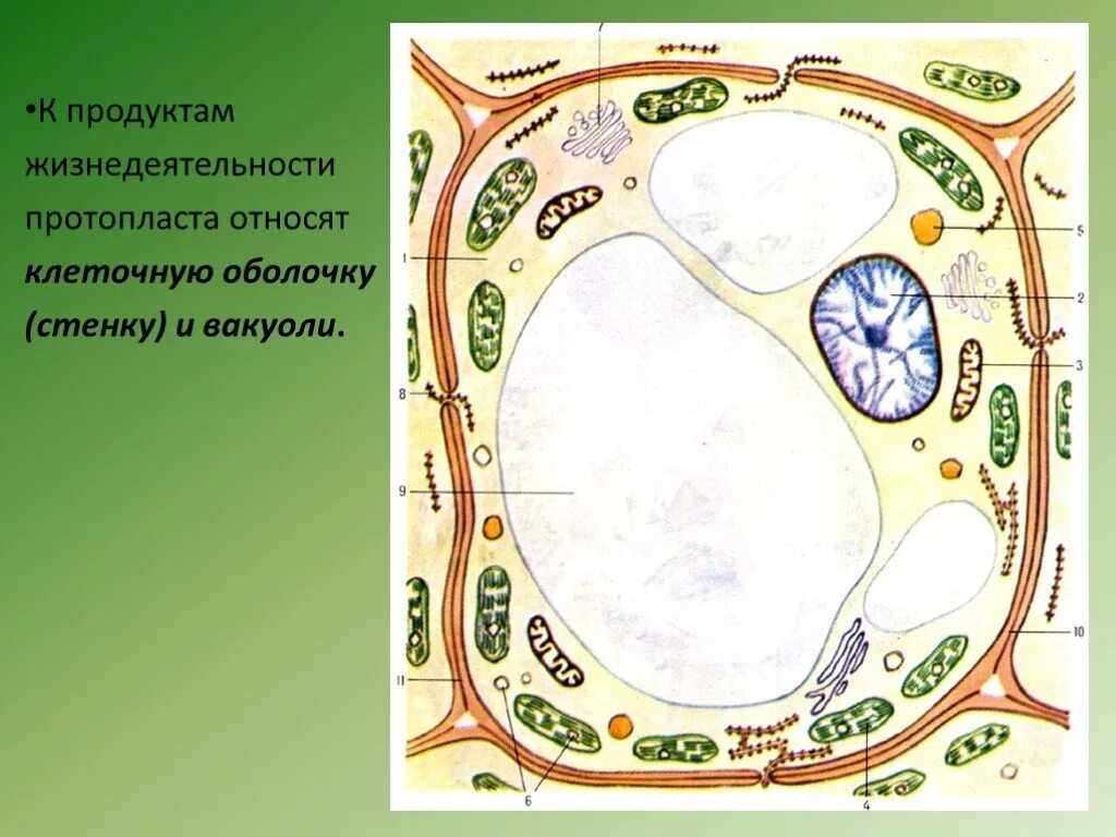 Схема строения растительной клетки рисунок. Схема строения клетки растения. Клетка царства растительной клетки. Растительная клетка царство. Структура растительной клетки 6 класс