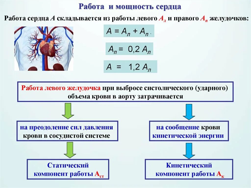 Какая мощность сердца. Работа и мощность сердца. Работа сердца. Медицинская и биологическая физика. Работа и мощность сердца физика.