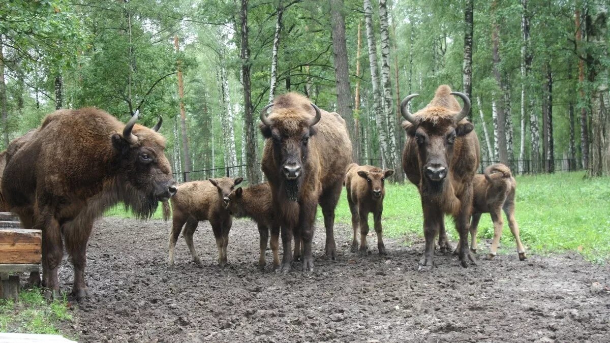 Окский заповедник кратко. Брыкин бор рязанская область заповедник. окский биосферный заповедник. брыкин бор зубры.