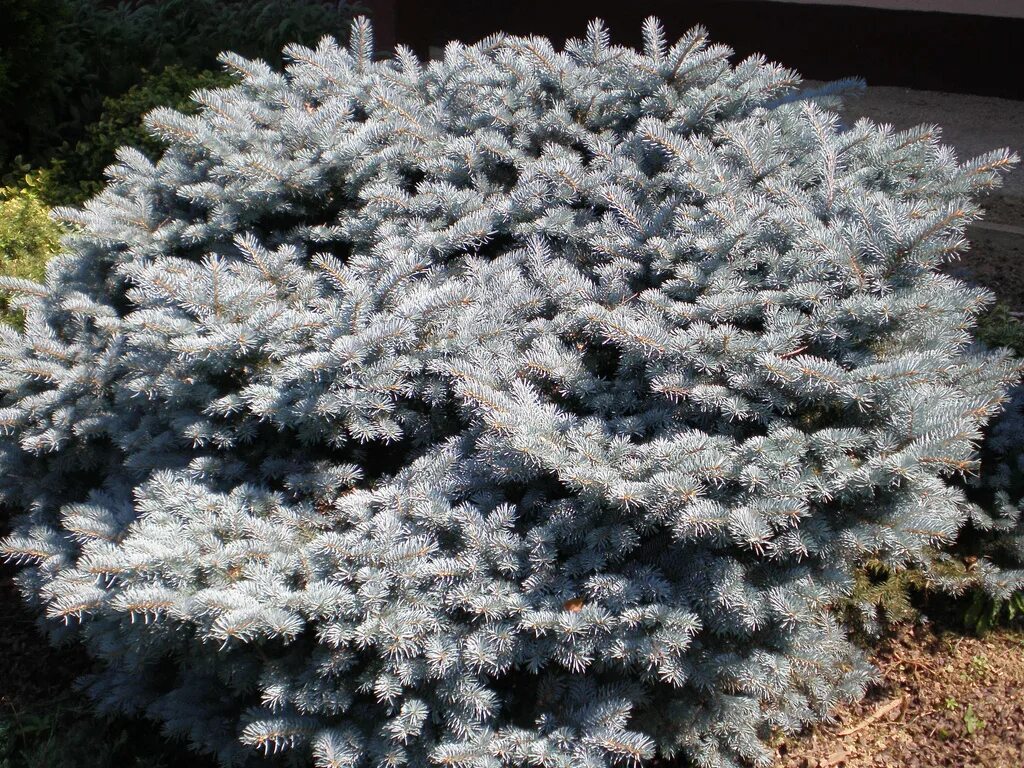 Глаука Глобоза. Ель колючая Глаука Глобоза (glauca globosa). Ель Глаука Глобоза подушковидная. Ель колючая глобоза