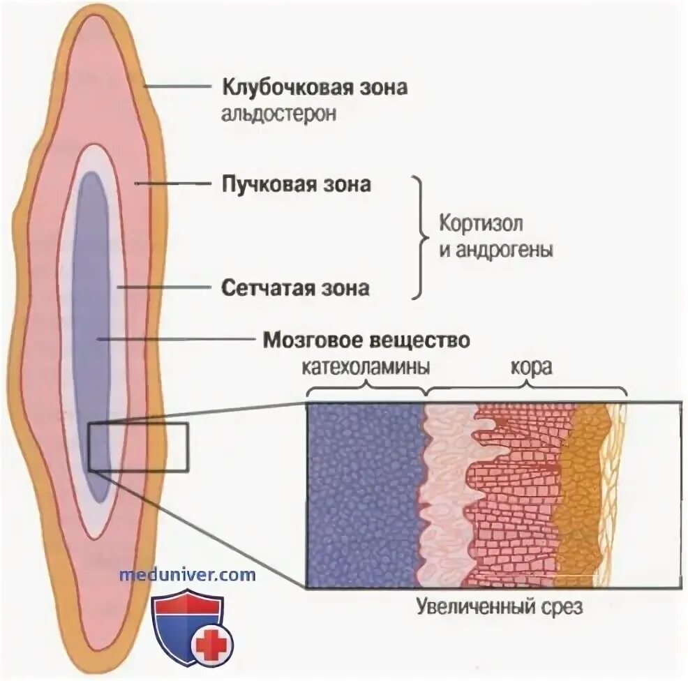 Сетчатая зона. Клубочковая зона надпочечников. Пучковая зона коры надпочечников. Пучковая сетчатая и клубочковая зона. Клбуочковая зона надпоч.